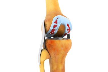 İnsan diz ekleminin anatomisi. 3d illüstrasyon