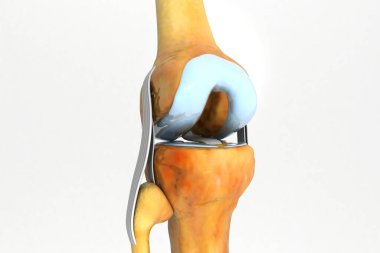 İnsan diz ekleminin anatomisi. 3d illüstrasyon