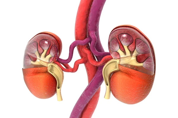 Human Kidney Cross Section Render — Stock Photo, Image