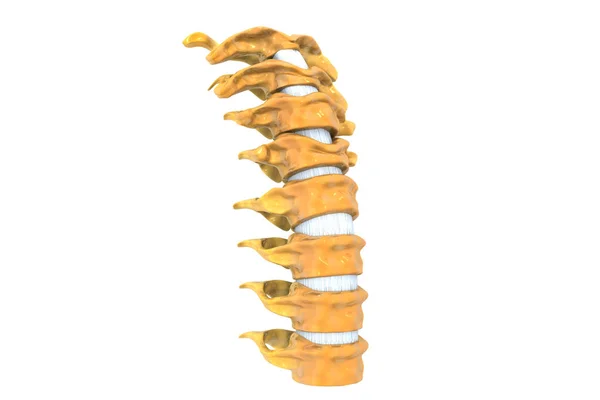 Cervical Spine Render — Stock Photo, Image