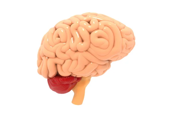 Человеческий Мозг Белом Фоне — стоковое фото