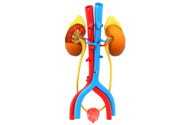 Human Kidney Cross Section Render — Stock Photo, Image