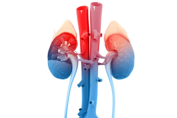 ヒト腎臓断面3Dレンダリング — ストック写真