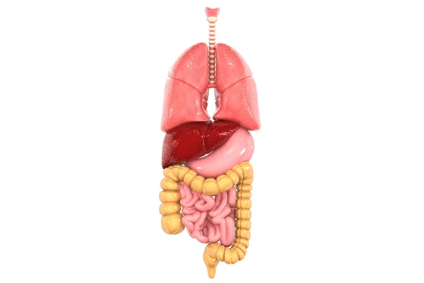 Emberi Tüdő Emésztőrendszer Fehér Háttérrel Illusztráció — Stock Fotó