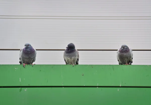 Three gray pigeons — Stock Photo, Image