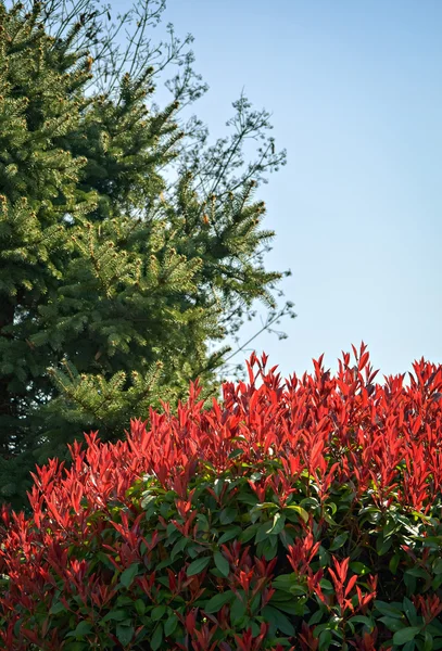 Colors of the nature — Stock Photo, Image