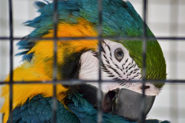 Bir papağan başkanı