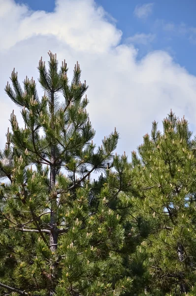 Pine trees and the sky — Stock Photo, Image