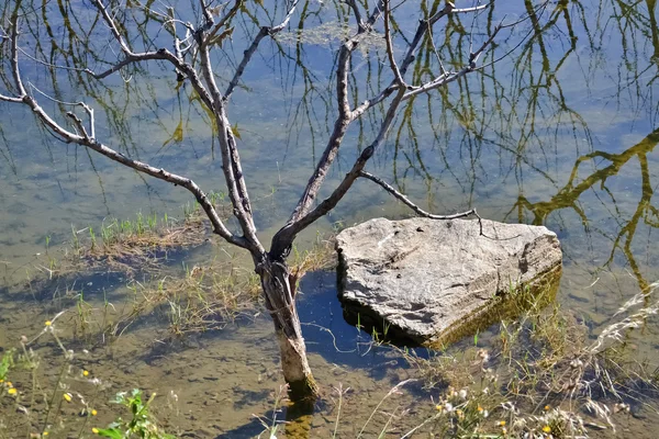 Inundado árbol desnudo y una piedra — Foto de Stock
