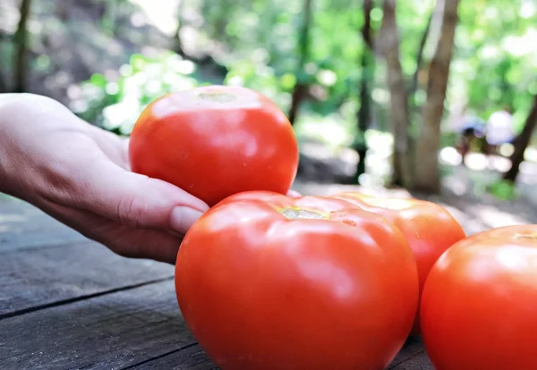 Tomatoes B — Stock Photo, Image