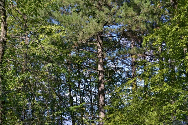 Bosque — Foto de Stock