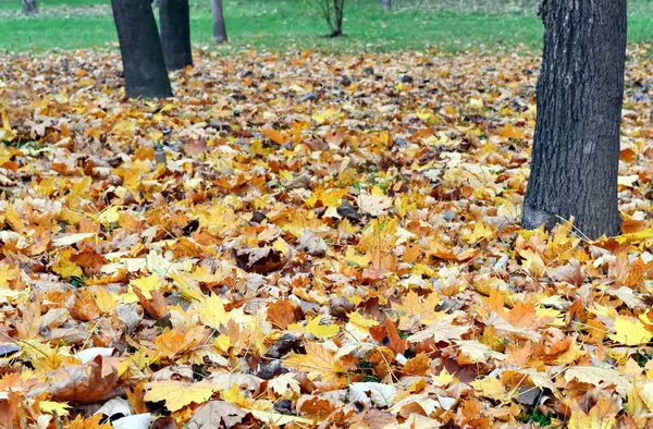 Withered leaves A — Stock Photo, Image