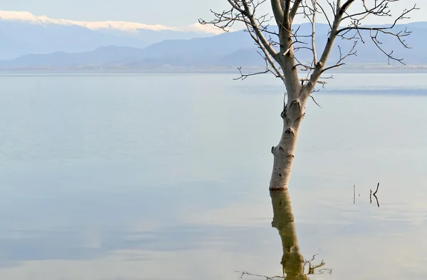 Árvore no lago — Fotografia de Stock