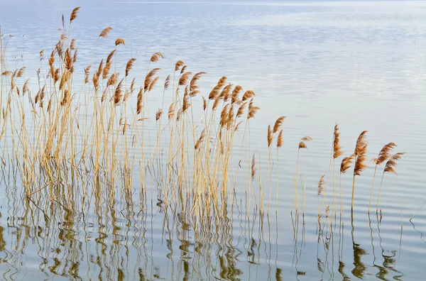 Lago y caña — Foto de Stock