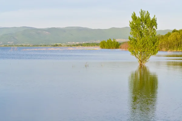 Göldeki ağaç — Stok fotoğraf