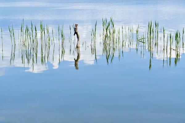 Lago e cana — Fotografia de Stock