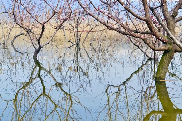 Refleksja — Zdjęcie stockowe