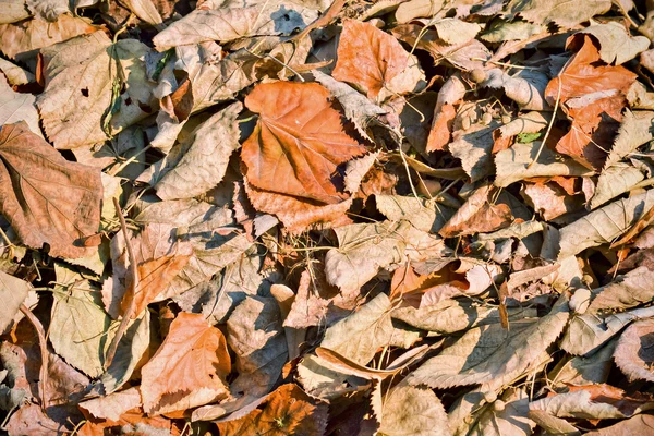 Trockene braune Blätter — Stockfoto