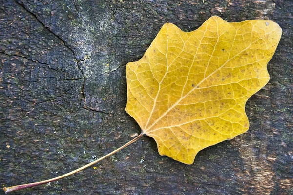 Жовтий сухого листя — стокове фото