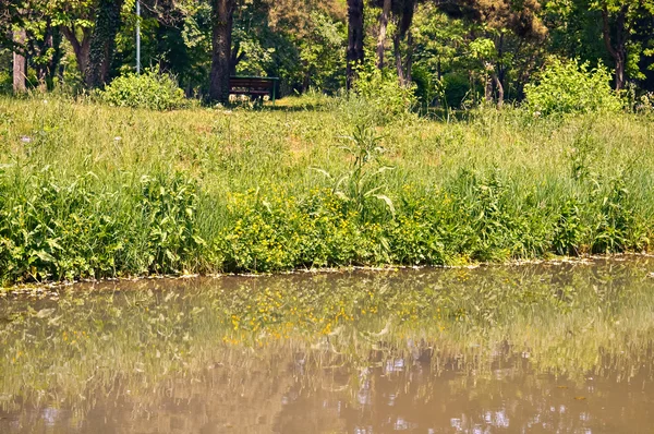 Árboles y un pequeño río — Foto de Stock