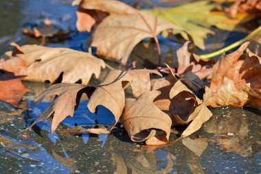 Kuru kahverengi yapraklar