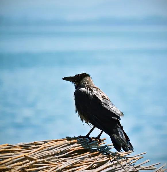 Cuervo negro harapiento — Foto de Stock