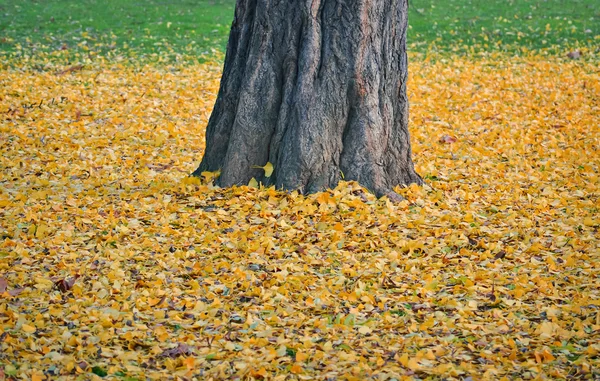 Uma árvore solitária — Fotografia de Stock