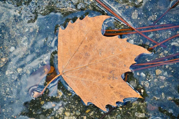 Dry brown leaf — Stock Photo, Image