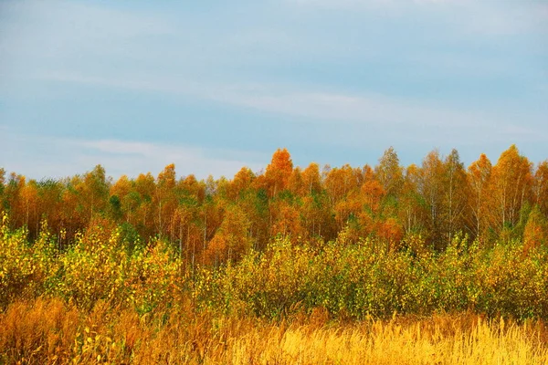 Beauty Autumn Forest — Stock Photo, Image