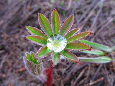 Bir bahar bitkisinin üzerindeki çiy damlası