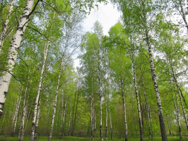 Nizhny Novgorod bölgesinde Birch korusu