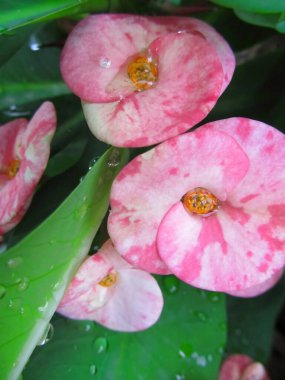 Yağmurdan sonraki güzel tropikal çiçek