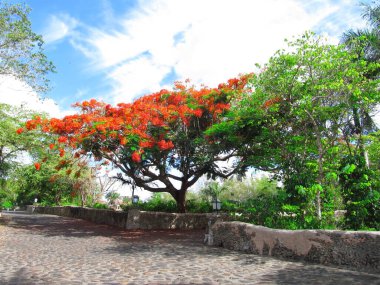 Dominik Cumhuriyeti 'nde Ateş Ağacı Delonix Regia