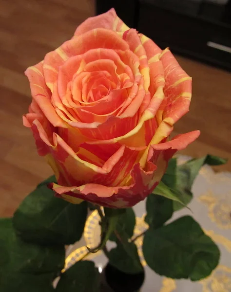 Schöne Holländische Rose Ihrer Ganzen Pracht — Stockfoto