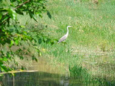Gri balıkçıl bataklıkta