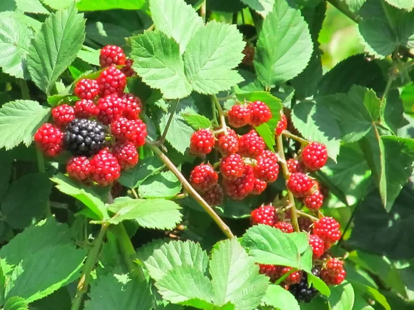 黑莓在灼热的阳光下成熟 — 图库照片