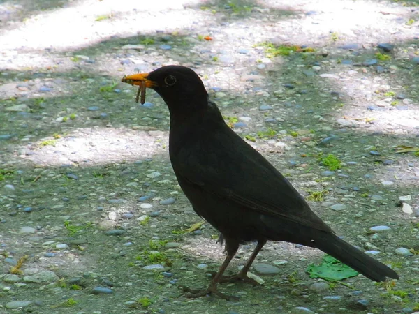 Starling Civciv Için Böcek Arıyor — Stok fotoğraf