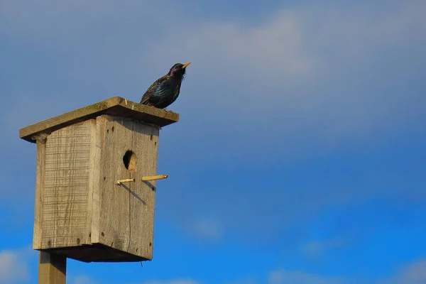 Starling Arauto Primavera — Fotografia de Stock