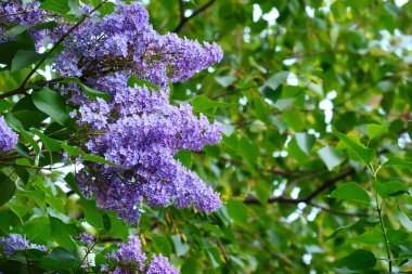 Leylak bir bahar günü çiçek açtı.