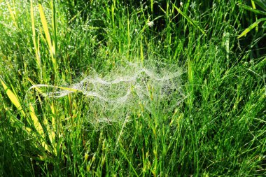 Sabahın erken saatlerinde çimlerin üzerinde çiğ damlalarıyla örümcek ağı