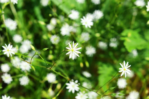 Λεπτά Άνθη Της Stellaria Δημητριακών Stellaria — Φωτογραφία Αρχείου