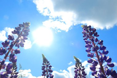 Güneşli bir yaz gününde Lupine çiçekleri