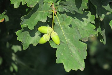 Meşe dalında genç meşe palamutları