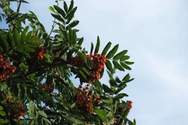Şehir parkında olgun Rowan.   