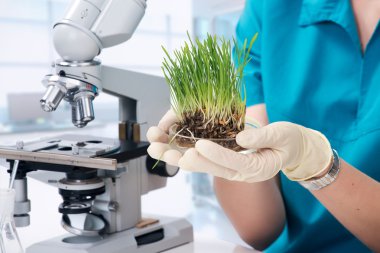 Laboratuvarda çimen