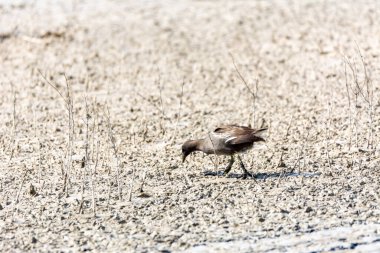Albufera 'daki (Rallus aquaticus) Avrupa ya da yaygın demiryolu, yemek için küçük kabukluları arar.,