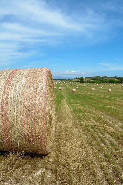 Pilhas de palha - fardos de feno, enrolados em pilhas deixadas após a colheita de espigas de trigo, campo agrícola com colheitas reunidas rural. Ilhas Baleares, Maiorca, Espanha — Fotografia de Stock