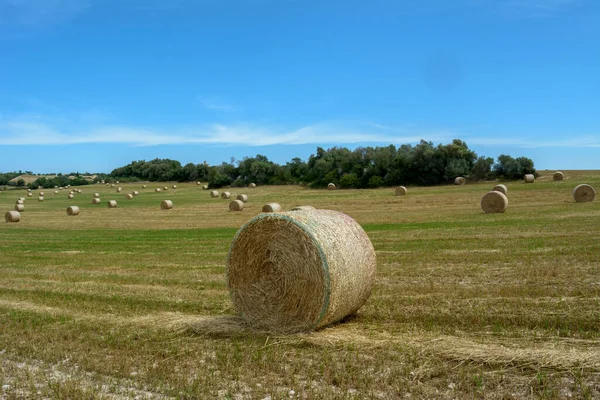 Pilhas de palha - fardos de feno, enrolados em pilhas deixadas após a colheita de espigas de trigo, campo agrícola com colheitas reunidas rural. Ilhas Baleares, Maiorca, Espanha — Fotografia de Stock