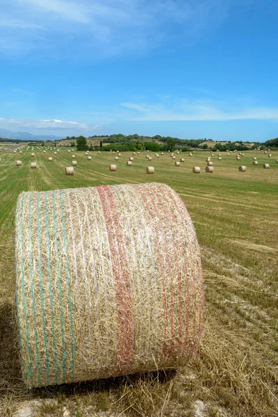 Pilhas Palha Fardos Feno Enrolados Pilhas Deixadas Após Colheita Espigas — Fotografia de Stock