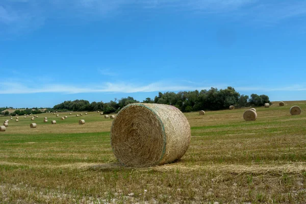 Pilhas Palha Fardos Feno Enrolados Pilhas Deixadas Após Colheita Espigas — Fotografia de Stock